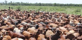 Modernising agriculture sees export boost