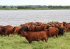 Paraguay takes its place as a major beef exporter paraguay beef export