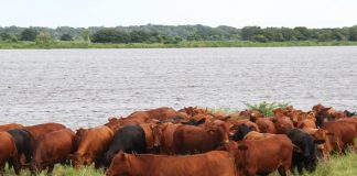 Paraguay takes its place as a major beef exporter paraguay beef export