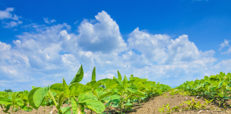 Agribusiness a step closer to international competitiveness Soybean field