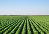Soya spearheading Paraguay’s impressive food export offer paraguay soya field