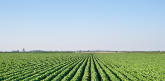 Soya spearheading Paraguay’s impressive food export offer paraguay soya field