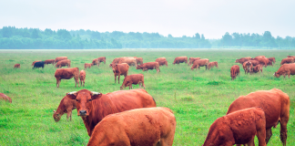 A meat industry with the stamp of quality Brown cows in a field in Paraguay
