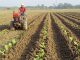 Developing sustainability in farming